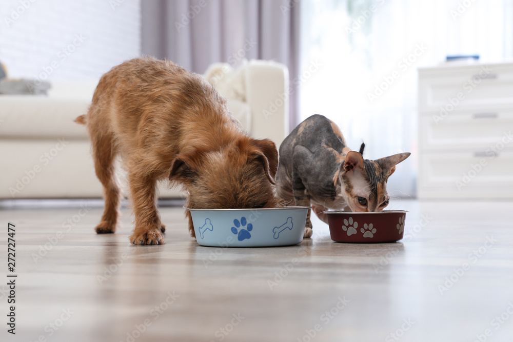 Φωτογραφία Adorable dog and cat eating pet food together at home