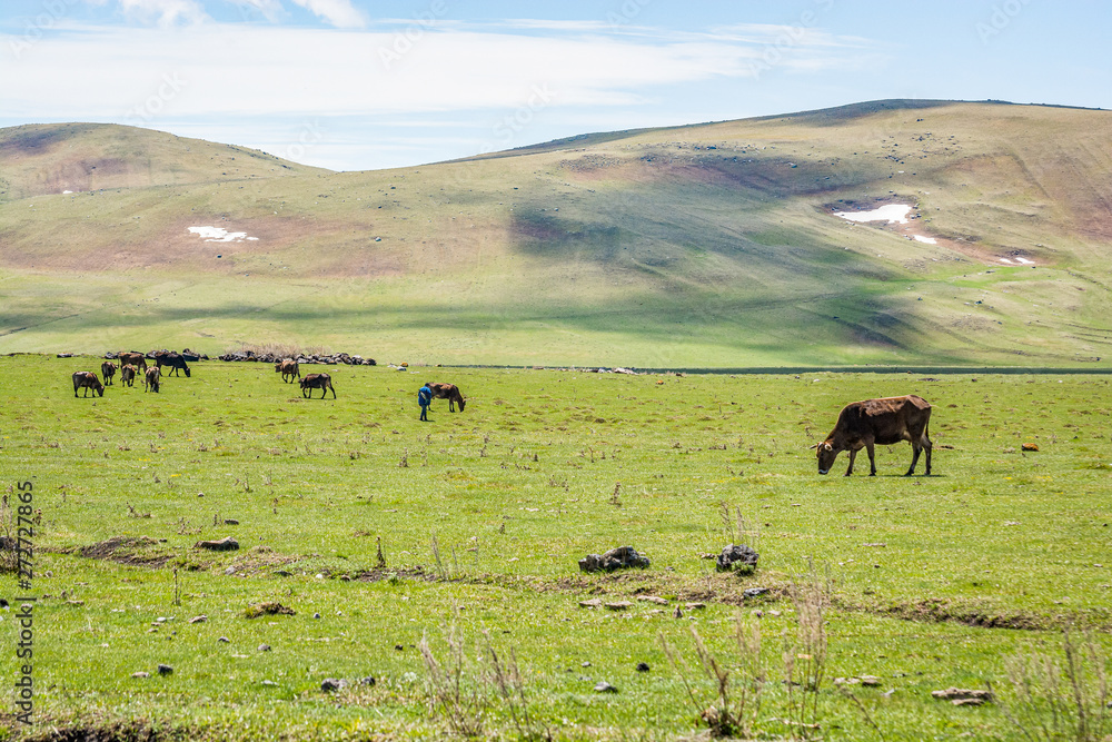 Cows on meadow in Bughdasheni Reserve in mountains in south of Georgia near Ninotsminda Cows on meadow in Bughdasheni Reserve in mountains in south of Georgia near Ninotsminda