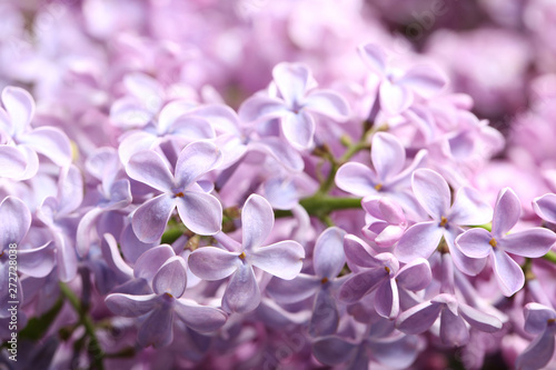 Beautiful blossoming lilac as background  closeup. Spring flowers