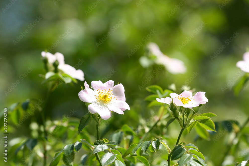 Beautiful spring dog rose flowers in green garden on sunny day, space for text Beautiful spring dog rose flowers in green garden on sunny day, space for text
