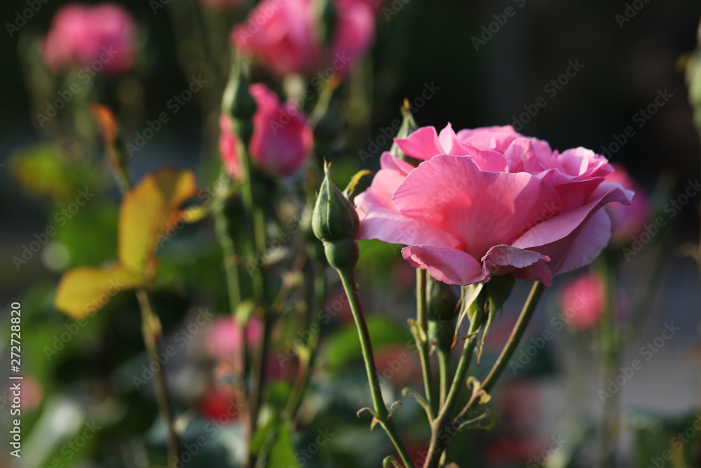 Beautiful blooming rose in garden on sunny day, space for text