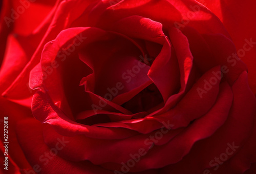Closeup view of beautiful blooming rose as background
