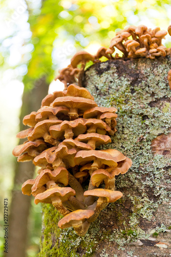 mushrooms on tree