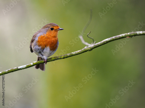 Robin on a branch © Alexandru