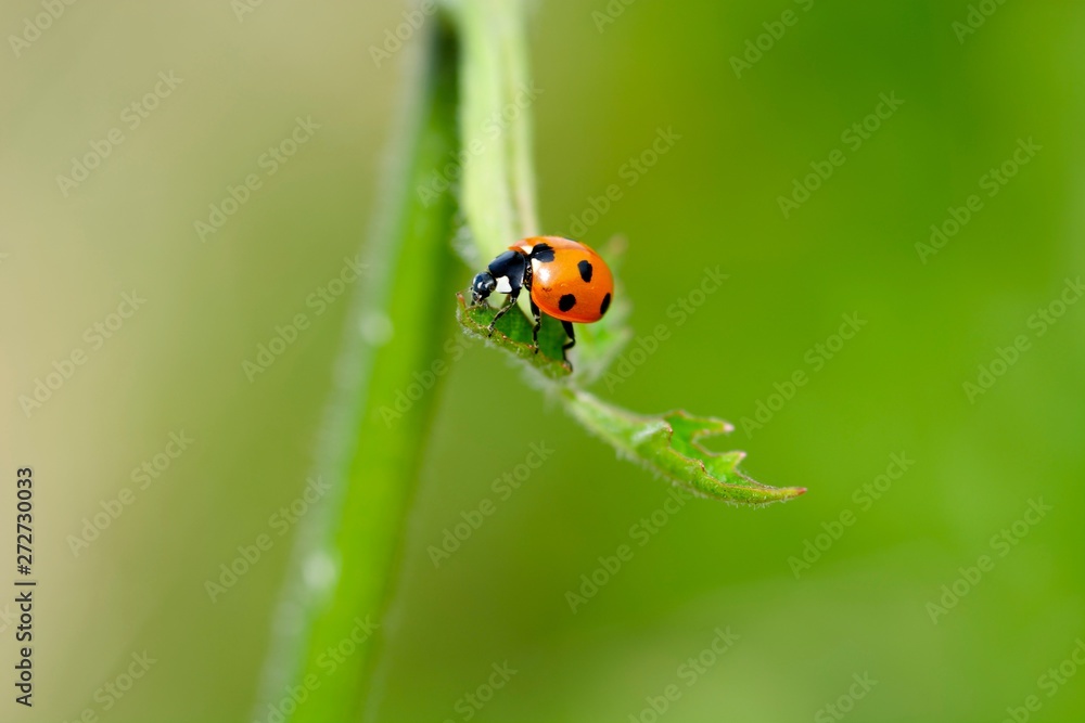 insecte coccinelle nature macro insecte coccinelle nature macro