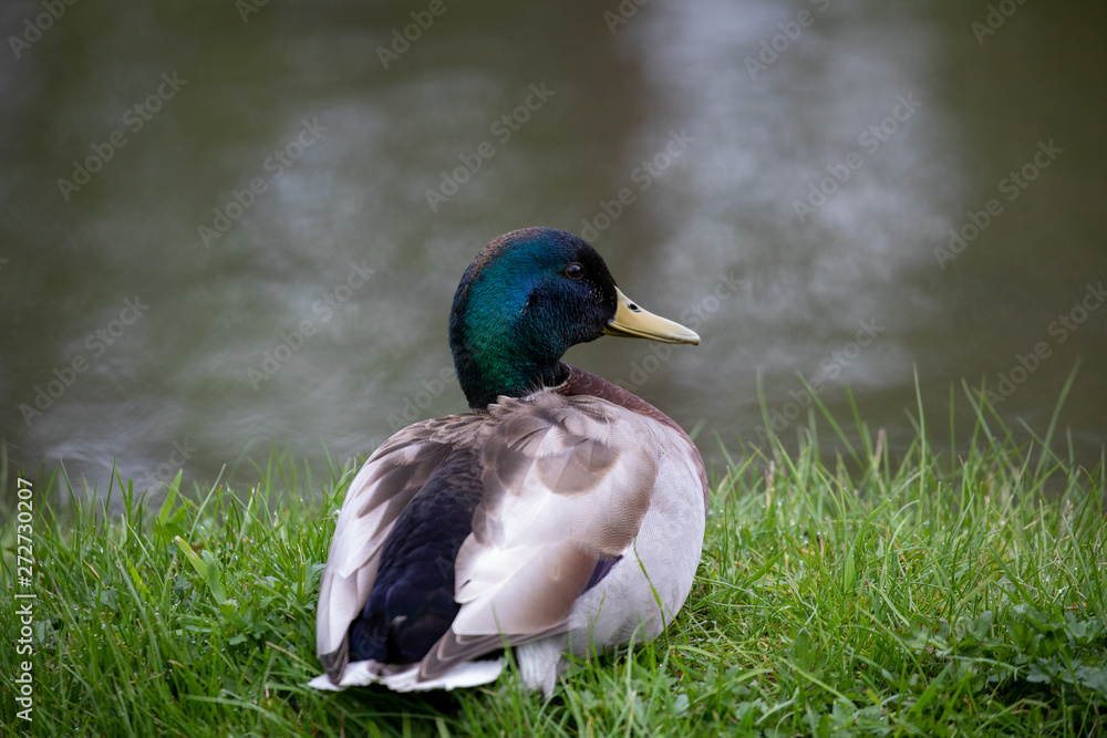 Obraz premium Mallard resting