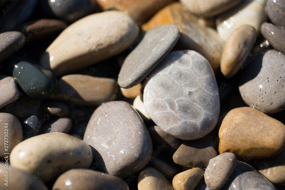 Petoskey Stones on the Beach