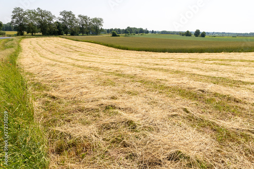 Mowed grass at the farmer s field. Haymaking on a small field in the countryside.