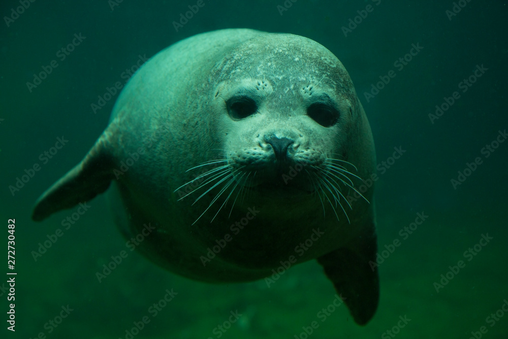 Fototapeta premium Harbor seal (Phoca vitulina) in zoo.