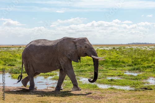 African Elephant Walking in Amboseli Kenya