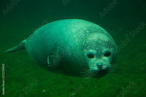 Harbor seal (Phoca vitulina).