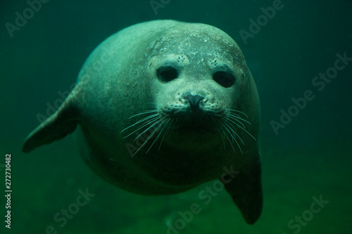 Harbor seal (Phoca vitulina) in zoo.