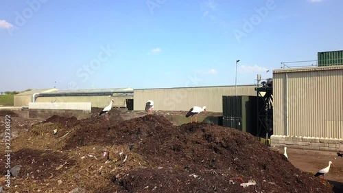 Forward drone shot of many storks resting and flying around on industrial dunghills near some buildings, on a sunny day photo