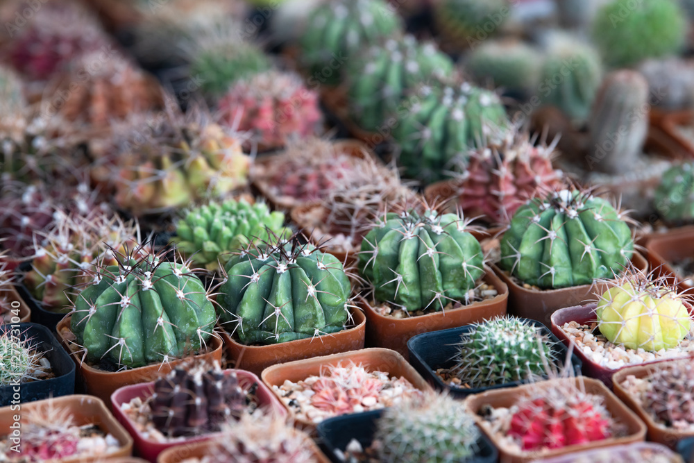 Cactus succulent plantation at nursery, Small cactus in container for sale Cactus succulent plantation at nursery, Small cactus in container for sale