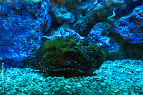 Reef stonefish (Synanceia verrucosa) in aquarium.