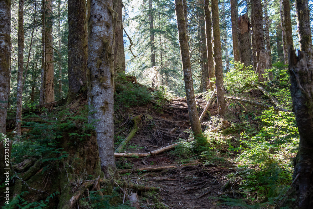 Obraz premium Path to the Light