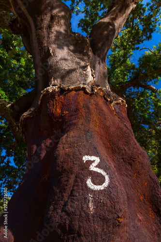 Cork oak, Freguesia de Azinheira dos Barros, Concelho de Grandola, Alentejo, Portugal, Europe photo