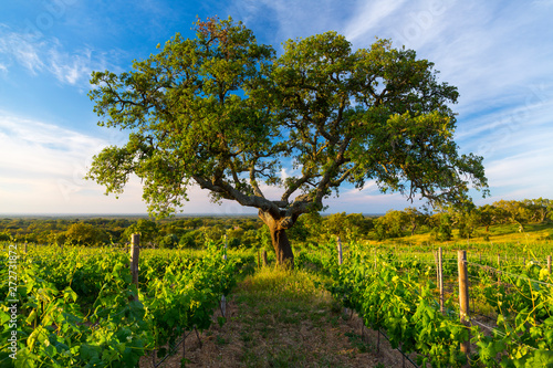 Cork oak and Vineyard, Concelho de Grandola, Alentejo, Portugal, Europe