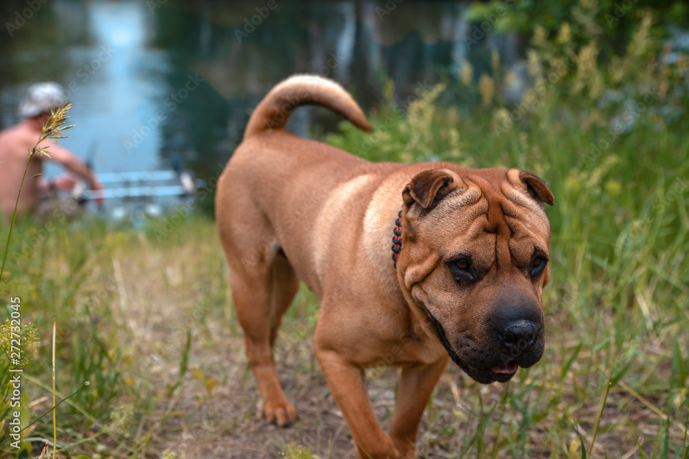 Shar Pei dog on the river bank in summer with a fisherman in the background.