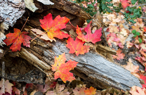 Super Vibrant Fall Leaves On An Old wood Log photo