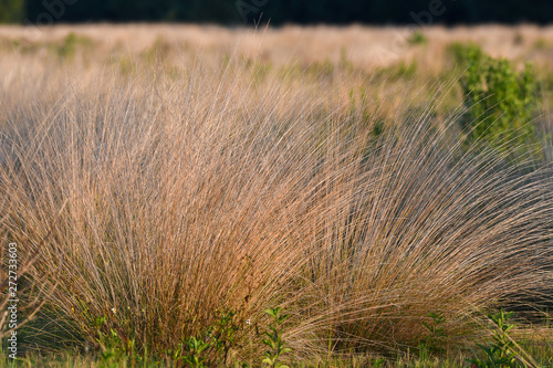 A field of ornamental grass growing wild in Florida