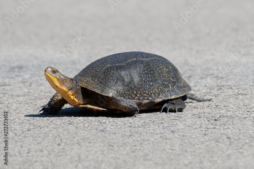 Endangered Blandings Turtle