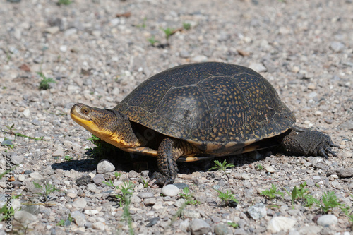 Endangered Blandings Turtle