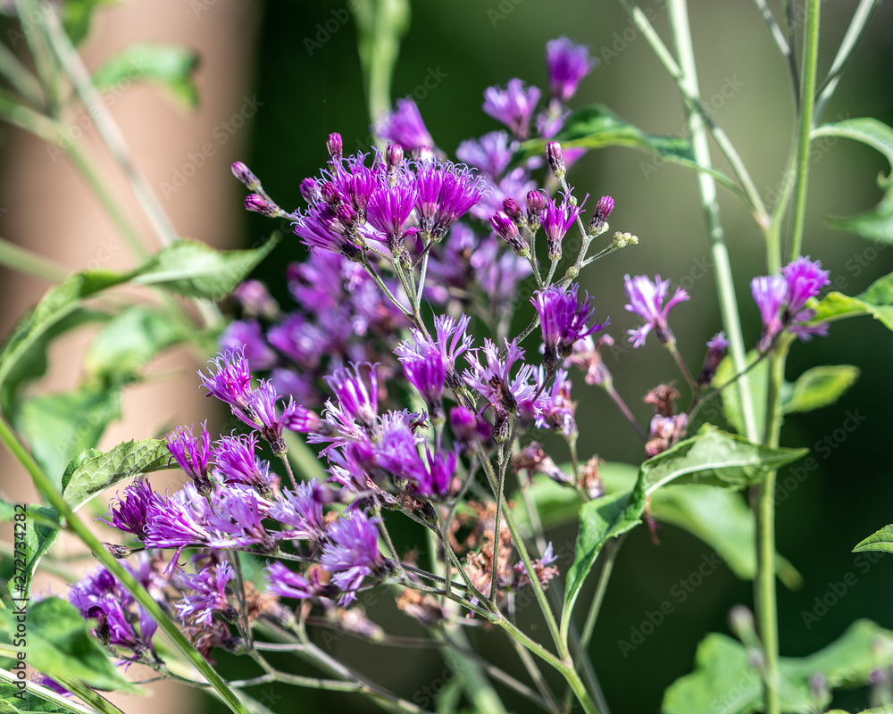 Obraz premium Purple wildflowers in Florida