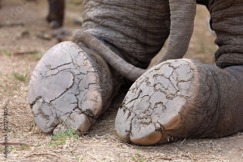 Photography elephant's foot closeup,under foot of an elephant ,The elephant is sitting on the floor
