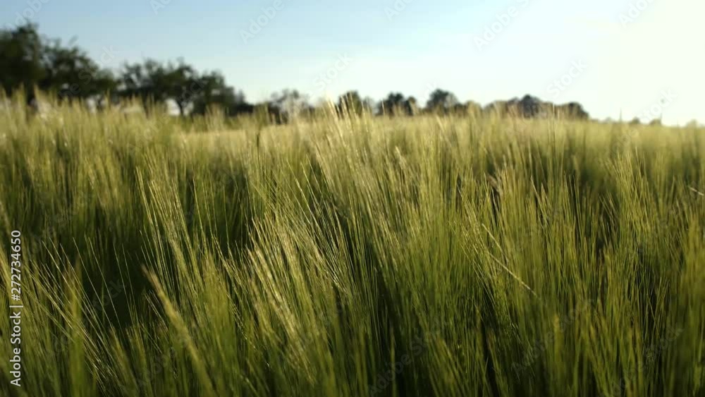 Big Cornfield blowing in the wind at golden hoursunset with sunrays catching the tips of the corn Big Cornfield blowing in the wind at golden hoursunset with sunrays catching the tips of the corn