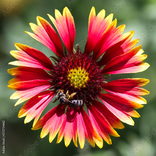 The native flower Gaillardia