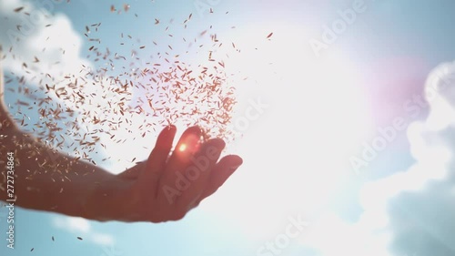 SLOW MOTION, LENS FLARE, CLOSE UP, DOF: Bright summer sunbeams shine on farmer's hand scattering wheat seeds. Unrecognizable person sowing grass across the fertile rural land on a sunny summer day. photo