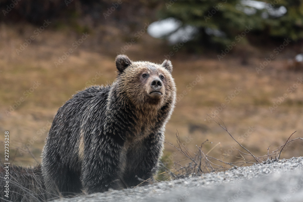 Fototapeta premium Mama Bear