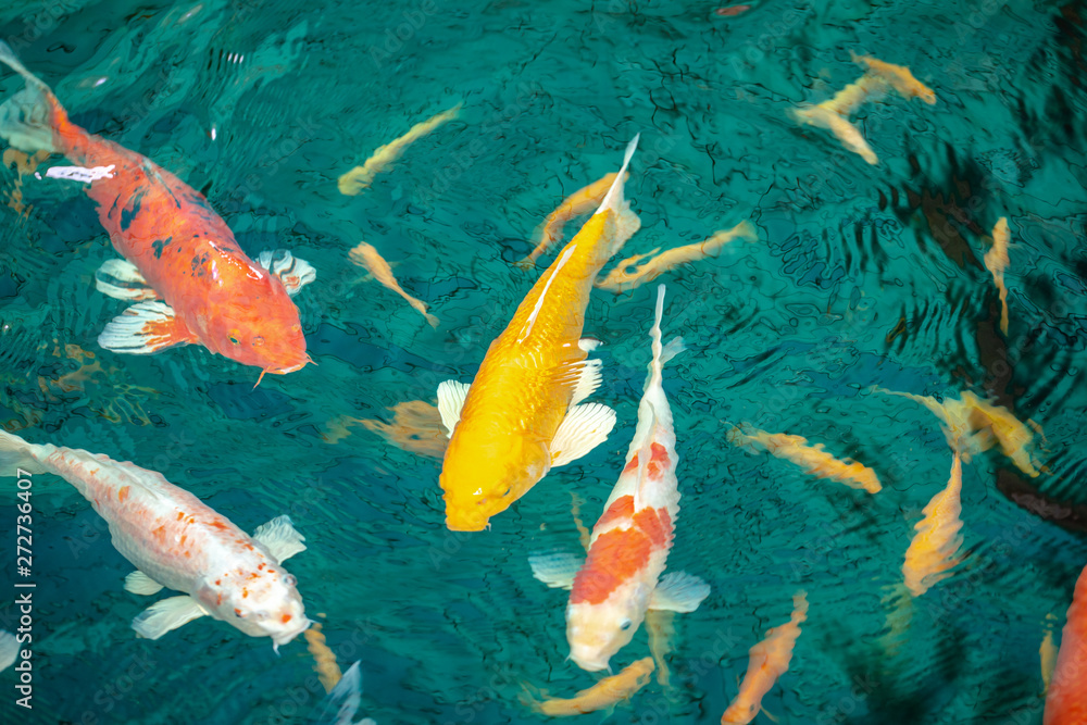 Koi Fish , Colorful carps fish are swimming in water Koi Fish , Colorful carps fish are swimming in water