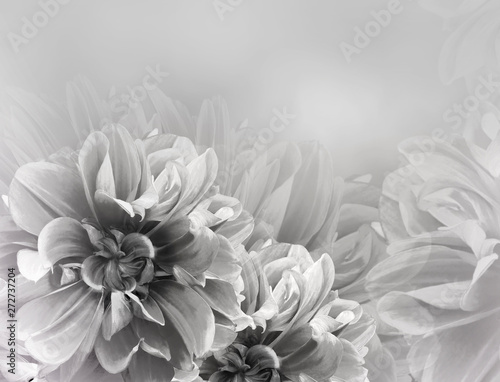 Fototapeta Naklejka Na Ścianę i Meble -  Floral vintage  white-black  beautiful background. Dahlias and petals  flowers. Close-up. Nature.