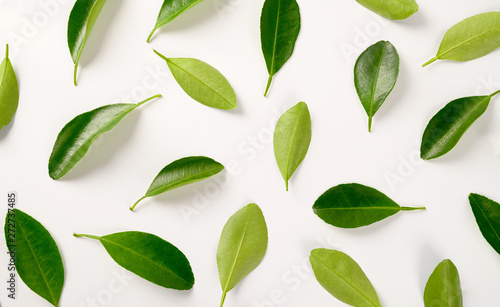 background with green leaves on white.Top view