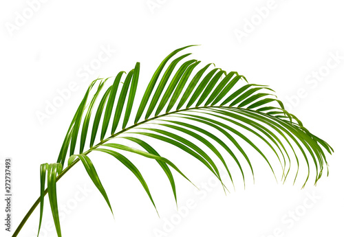 Green palm leaf isolated on white background