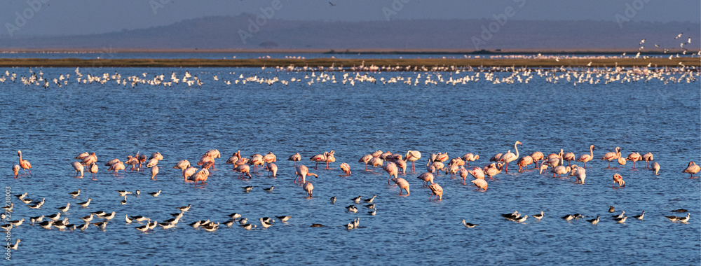 Fototapeta premium Flamingoes in Amboseli Lake Kenya