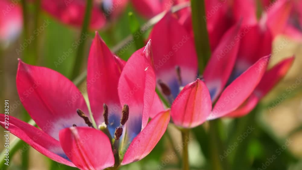 Close up shot of pink and blue star-shaped flower petals
