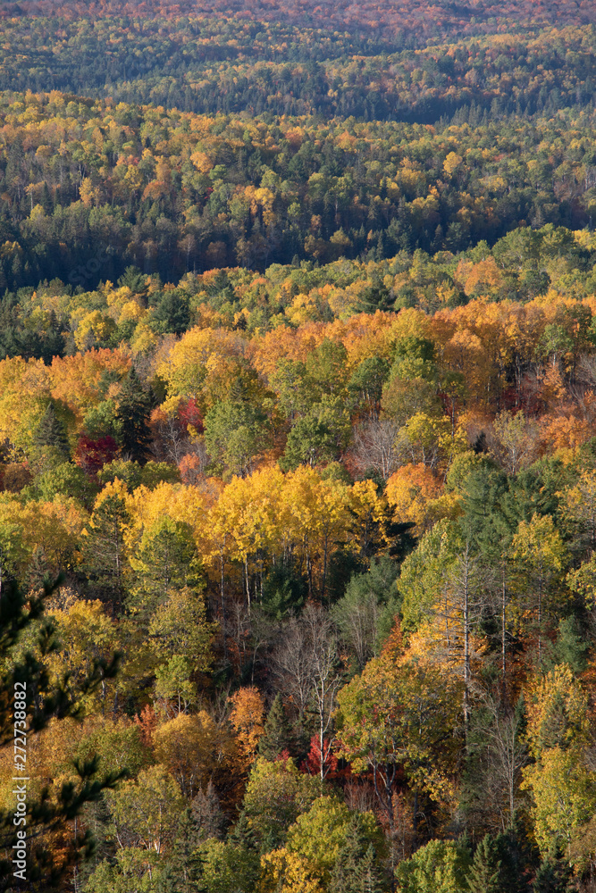 Colourful autumn forest  in Algonquin Park 