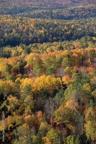 Colourful autumn forest in Algonquin Park 