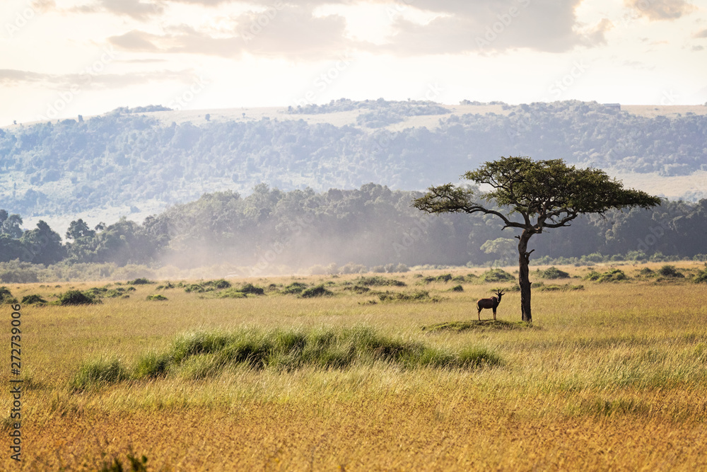 Kenya Africa Field With Topi Kenya Africa Field With Topi