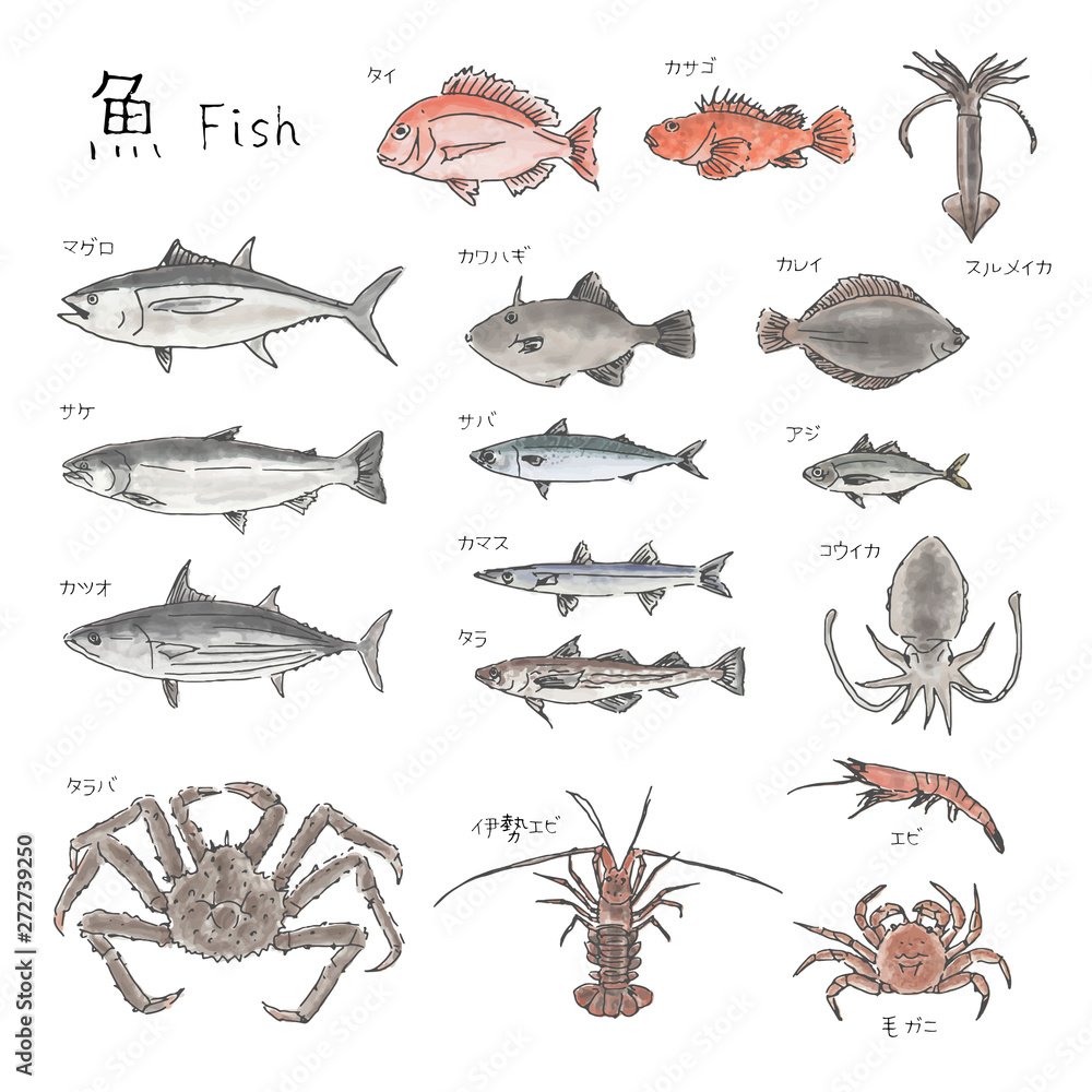 市場の魚 種類いろいろ 水彩風イラスト Stock Vector Adobe Stock