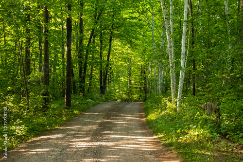 Dirt path leading into the Northwoods forest of Hayward