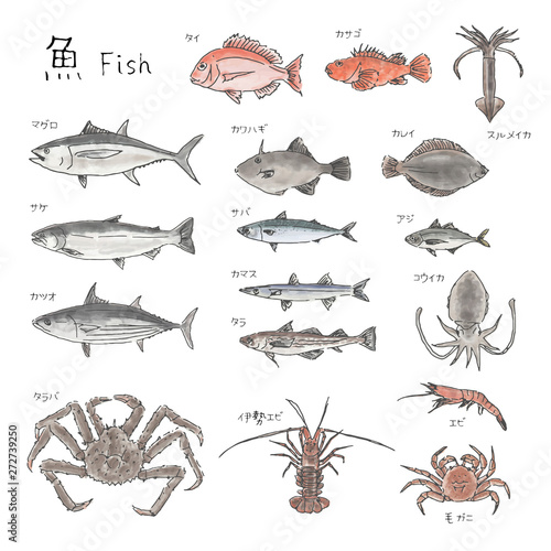 市場の魚　種類いろいろ　水彩風イラスト