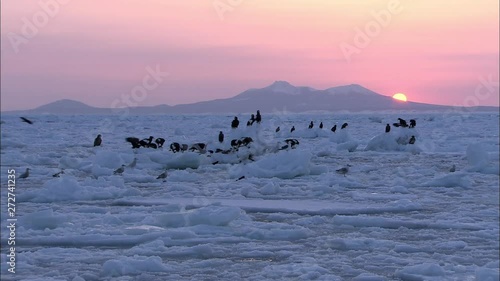 流氷と夕日とオオワシ photo