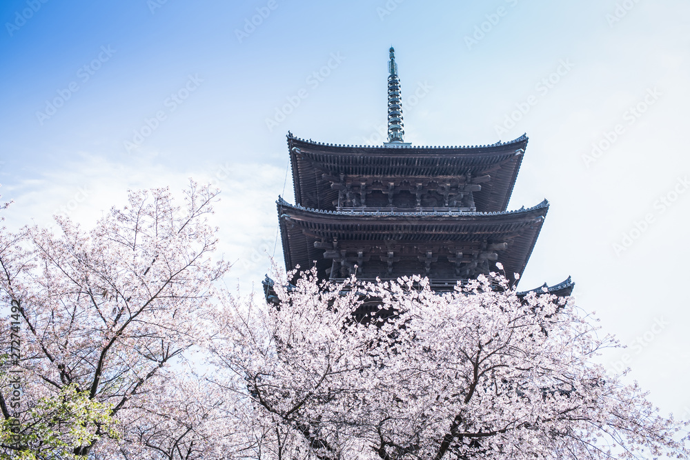sakura blossoms, Banprang at Toji Temple, Kyoto area sakura blossoms, Banprang at Toji Temple, Kyoto area