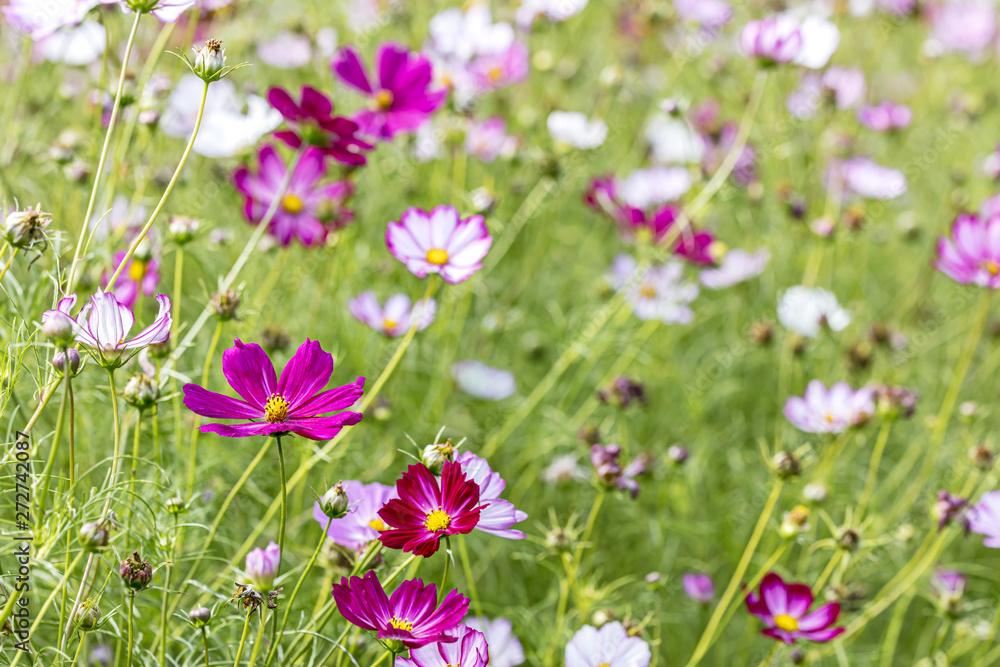 spring garden with pink and white mexican aster flowers. natural floral background