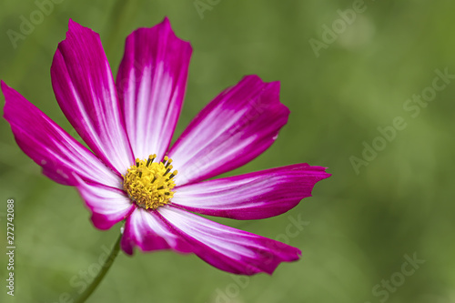 pink garden cosmos flowers against green natural blurred background