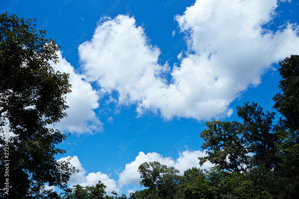 Clouds in the sky, trees background Clouds in the sky, trees background